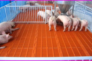 SÀN NHỰA CHĂN NUÔI TPHCM